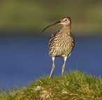 http://www.gelstoncastle.com/images/curlew.jpg