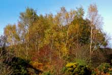 Click to view pictures