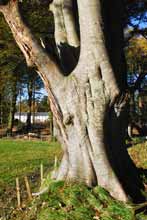 Click to view pictures