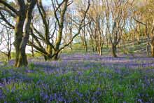 Click to view pictures