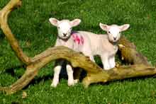 Click to view pictures