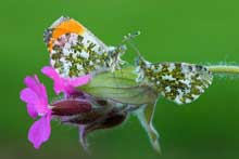 Click to view pictures